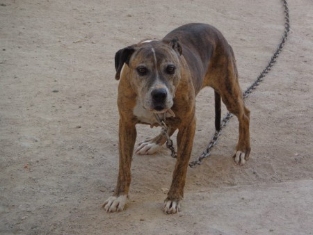 "DAFFY" 1999 https://dogarchive.kennel-apbt.com/details.php?id=195347