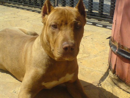 "ARIS" https://dogarchive.kennel-apbt.com/details.php?id=195351