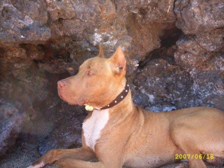 "FREDY" https://dogarchive.kennel-apbt.com/details.php?id=195349