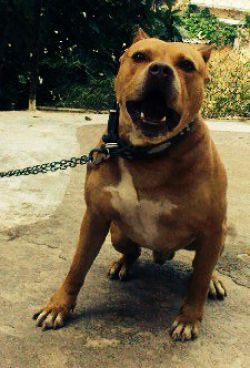 "LOCO" https://dogarchive.kennel-apbt.com/details.php?id=195369