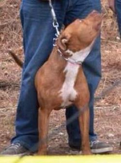 "ROCKY" https://dogarchive.kennel-apbt.com/details.php?id=195355