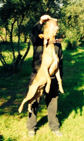 "ERMIS" https://dogarchive.kennel-apbt.com/details.php?id=195366